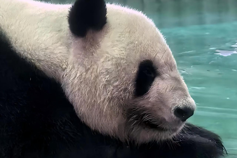 Shanghai：Shanghai Giant Panda House