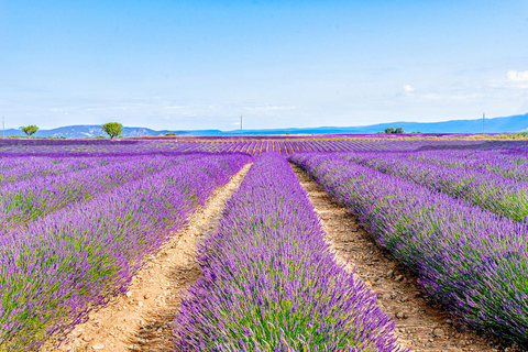 From Paris: Castle of Chambord & Lavender fields Day Trip