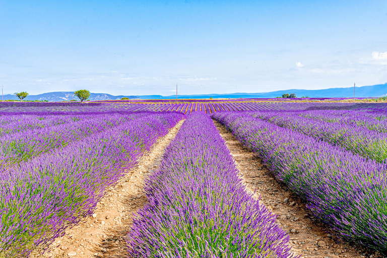 From Paris: Castle of Chambord & Lavender fields Day Trip