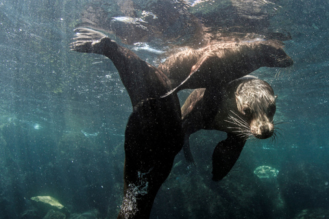 Darwin Bay and Carawa: Scuba diving without certification with gear in the Galapagos Darwin Bay and Carawa: Scuba diving without certification in the Galapagos