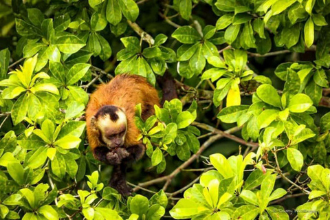Puerto Maldonado: Collpa Chuncho 2-Day Jungle Tour