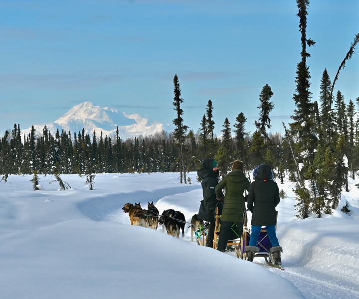 Talkeetna: Winter Dog Sled Tour Morning or Night Mush!