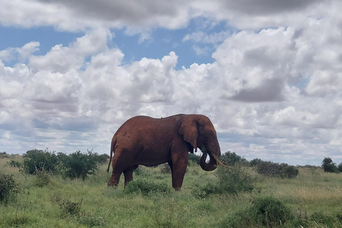 5-Day Amboseli & Tsavo East/West Safari with Salt Lick Stay