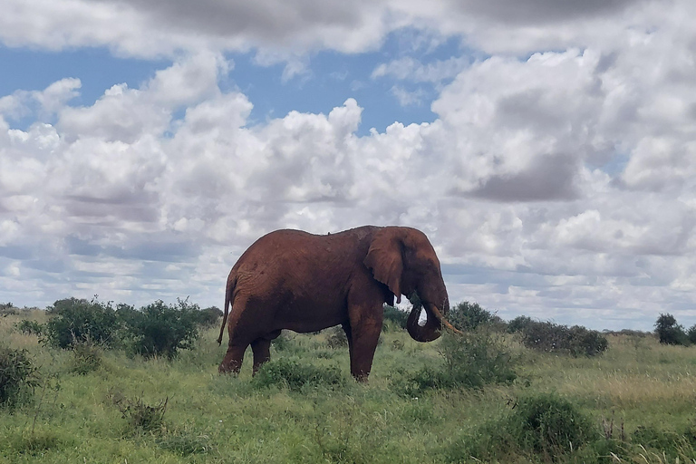5-Day Amboseli & Tsavo East/West Safari with Salt Lick Stay