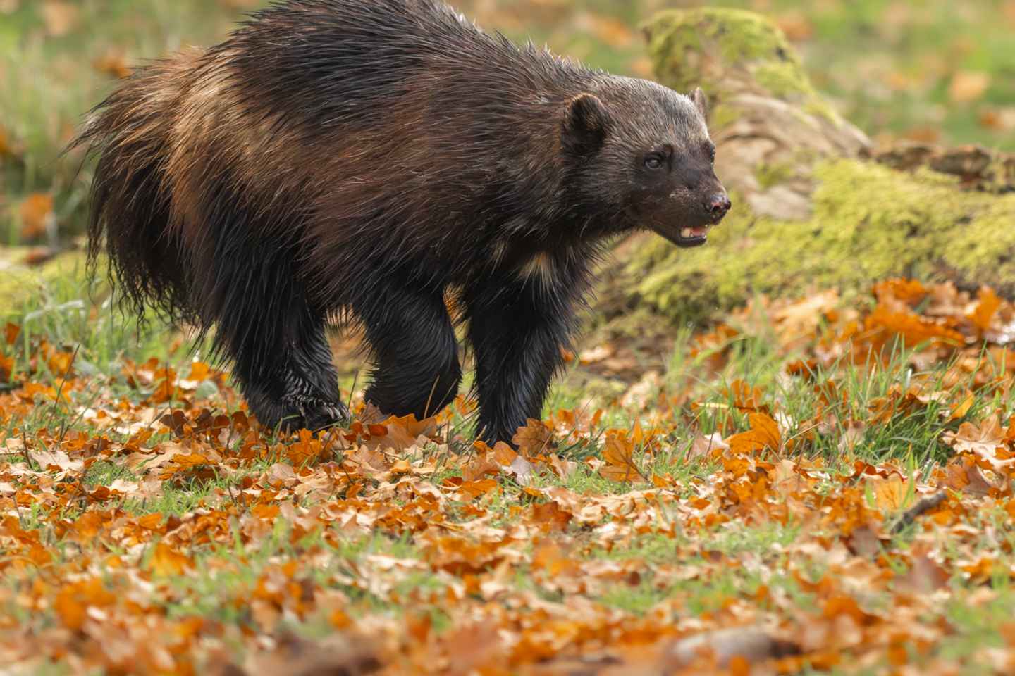 Heill Dagur í Whipsnade Dýragarðinum

Eldur á spennandi dýragarðsferð í Whipsnade