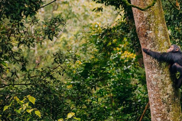 4 Day Primates Trekking in Rwanda