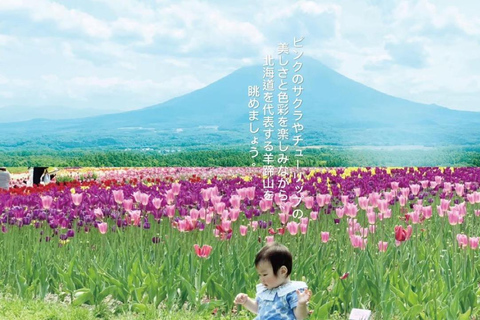 Sapporo: Hokkaido Moss Phlox & Tulip Flower Fields Day Trip