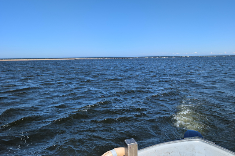 Gdańsk: Seal Watching Boat Tour from Sobieszewo