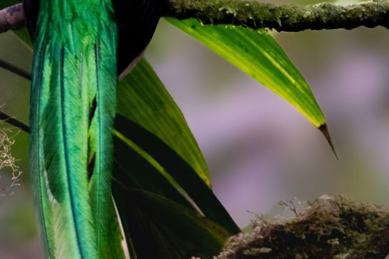 San José: Irazú Volcano and Quetzal Adventure