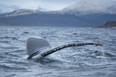 Tromsø: Orca and Whale Watching Heated Boat Trip Tromsø: Orca and Whale Watching comfort heated boat Trip