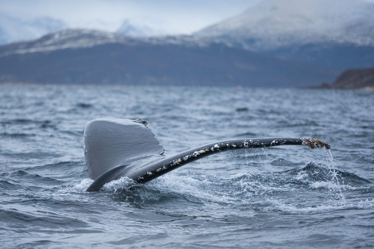 Tromsø: Orca and Whale Watching Heated Boat Trip Tromsø: Orca and Whale Watching comfort heated boat Trip