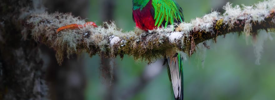 Monteverde : excursion d'une demi-journée pour observer les oiseaux