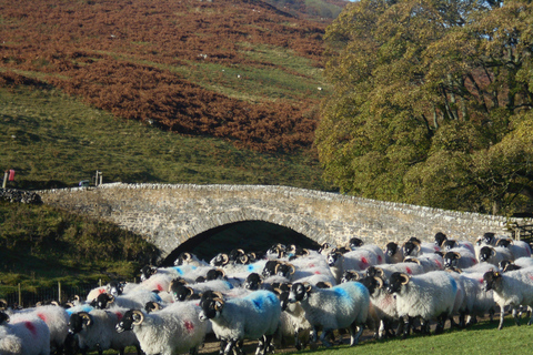 All Creatures Great & Small Tour from Windermere