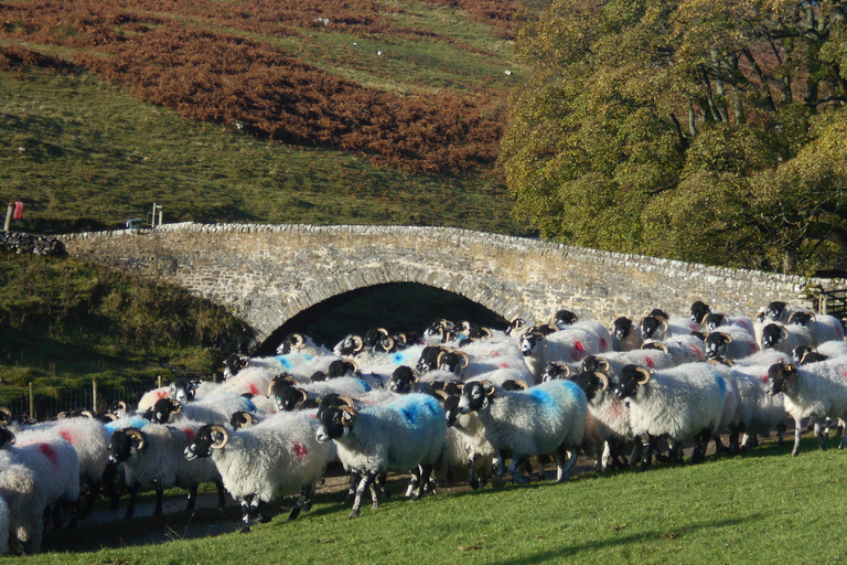 All Creatures Great & Small Tour from Windermere