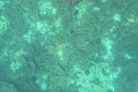 Muscat: Snorkeltur till ön Dimaniyat