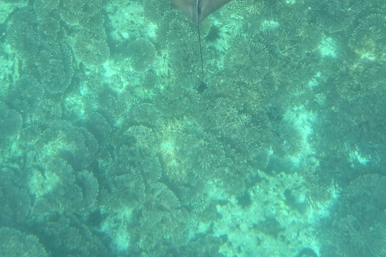 Muscat: Snorkeltur till ön Dimaniyat