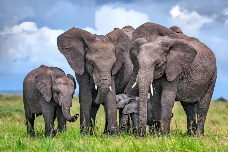 Nairobi: Ol Pejeta Conservancy 2-Day Safari with Meals Private day tour to Ol Pejeta Wildlife Conservancy