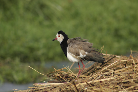 Rwanda : Observation des oiseaux avec vue sur des paysages remarquables