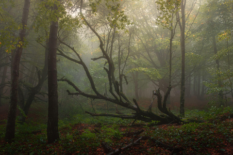 Tbilisi: Mtskheta and Sabaduri Forest Private Day Trip