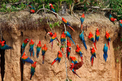 Parrot and Macaw Clay Lick Tour | Canoe | Tambopata Jungle