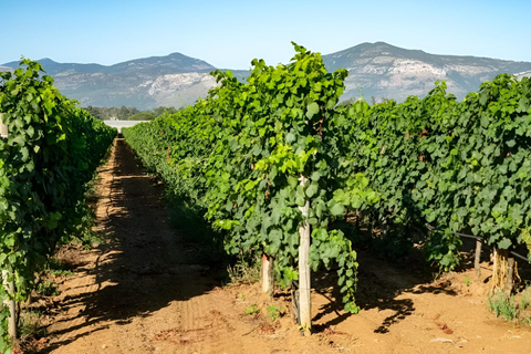 Almería Ruta del vino, cata en Bodega Bio y aperitivo