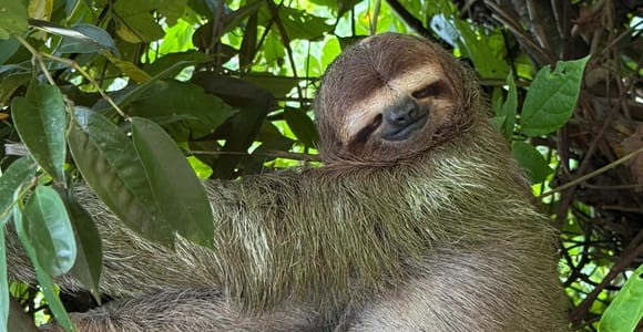 Manuel Antonio: Guided Animal Tour with Admission Included at SUKIA