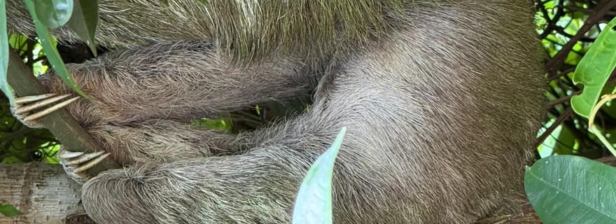 Manuel Antonio : Visite guidée pour observer les animaux avec entrée incluse à SUKIA