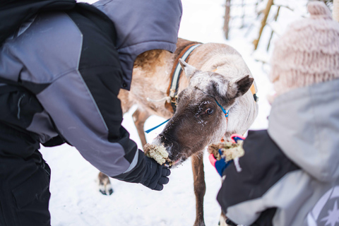 Rovaniemi: Local Reindeer Farm Visit with Sleigh Ride
