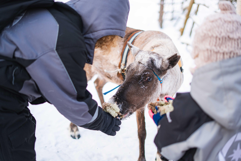 Rovaniemi: Local Reindeer Farm Visit with Sleigh Ride