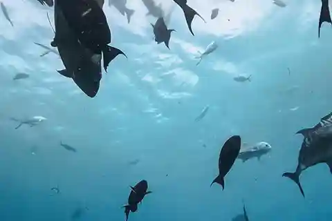 Fuvahmulah: Tiger Shark Diving Experience