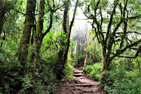 Von Yogyakarta aus: Berg Merbabu TageswanderungMount Merbabu Tageswanderung