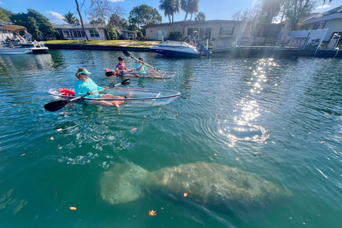 Crystal River: Three Sisters Spring Manatee Clear Kayak Tour