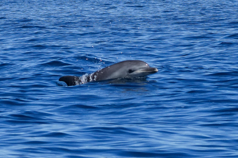 Catamarán Le Providence: Descubre el gran delfín en Grau-du-RoiCatamarán Le Providence: Descubre el delfín mular en Le Grau-du-Roi