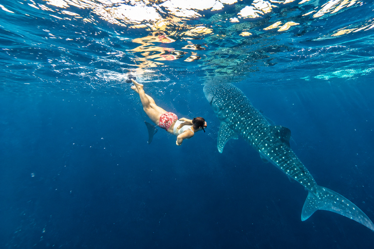 Cebu: Oslob Whale Shark Swimming Experience with Transfer