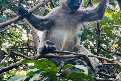 Zanzibar: Spice Farm, Jozani Forest & Salaam Cave Tour Private tour without hotel transfer
