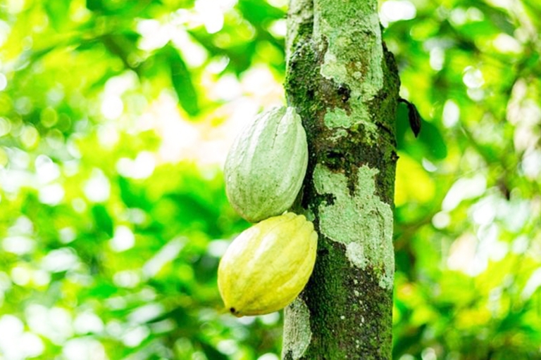 Tournée du cacaoTOUR DE COCOA