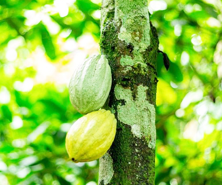 Cocoa Tour