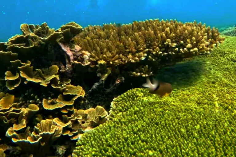 Bali: Gili Island Snorkeling Tour Include Fast Boat Go/Back