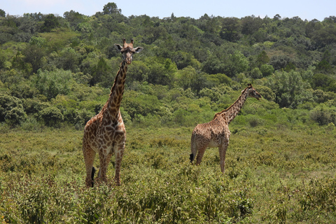 Tour di 6 giorni in Tanzania Grande migrazione degli gnu