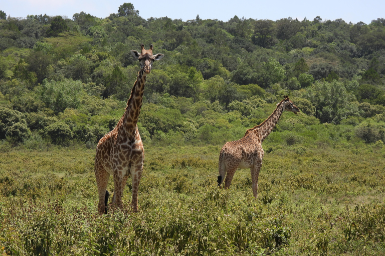 Tour di 6 giorni in Tanzania Grande migrazione degli gnu