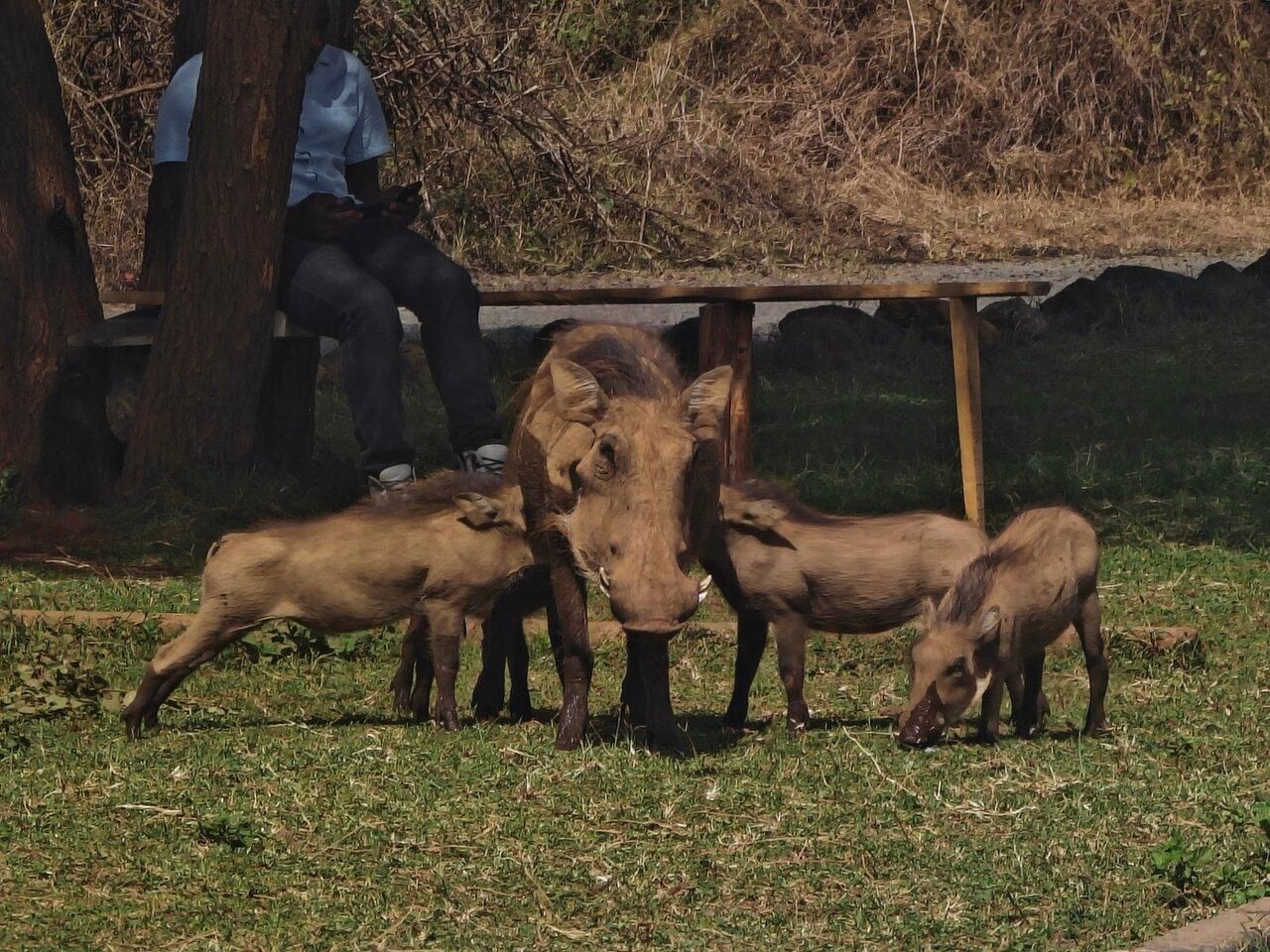 Ab Nairobi/Mombasa: 4-tägige Safari durch Tsavo East, Tsavo West und Amboseli