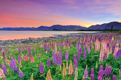 Christchurch : Aoraki/Mt Cook Day Trip with Trotts Garden