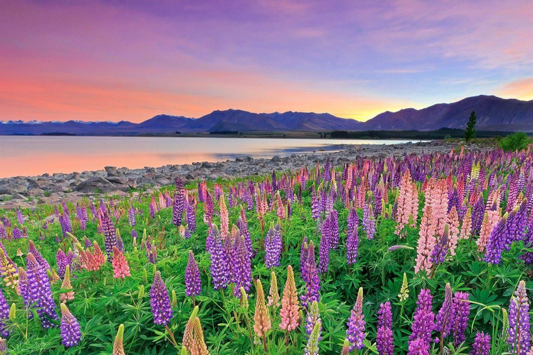 Christchurch : Aoraki/Mt Cook Day Trip with Trotts Garden