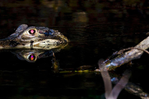 Tambopata: Search for Caimans in the Amazon | Night Tour |