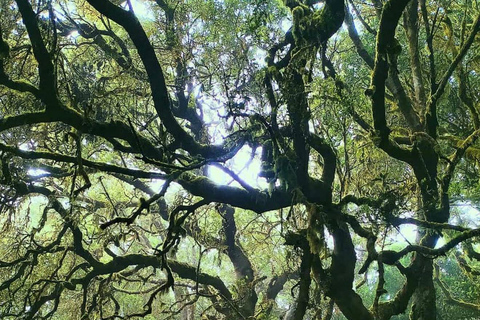 Tenerife - La Gomera: Private Expedition to the Prehistoric Forest