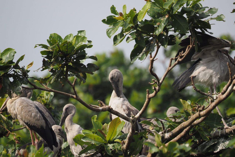 Mirissa : Observation des oiseaux et des crocodiles sur la rivière Nilwala