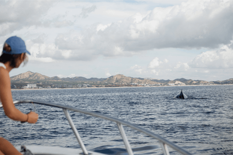 Whale Watching in San Jose del Cabo