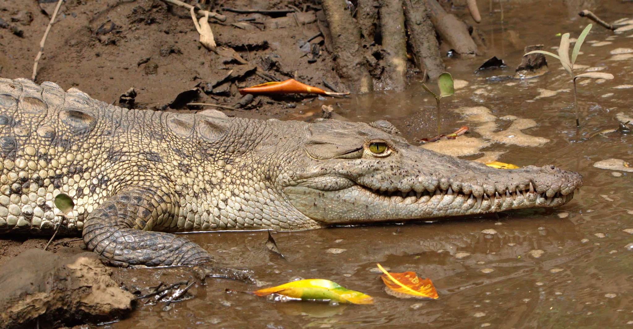 Estuário Kayak Tour Tamarindo, Guanacaste - Hizvo