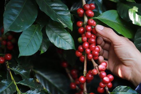 Rio de Janeiro: Coffee Farm Tour with Tasting