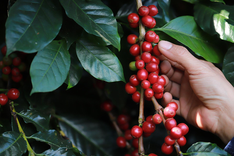 Rio de Janeiro: Coffee Farm Tour with Tasting
